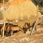 Lucija1897 *