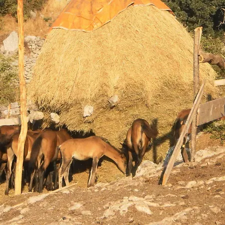 Lucija1897 *